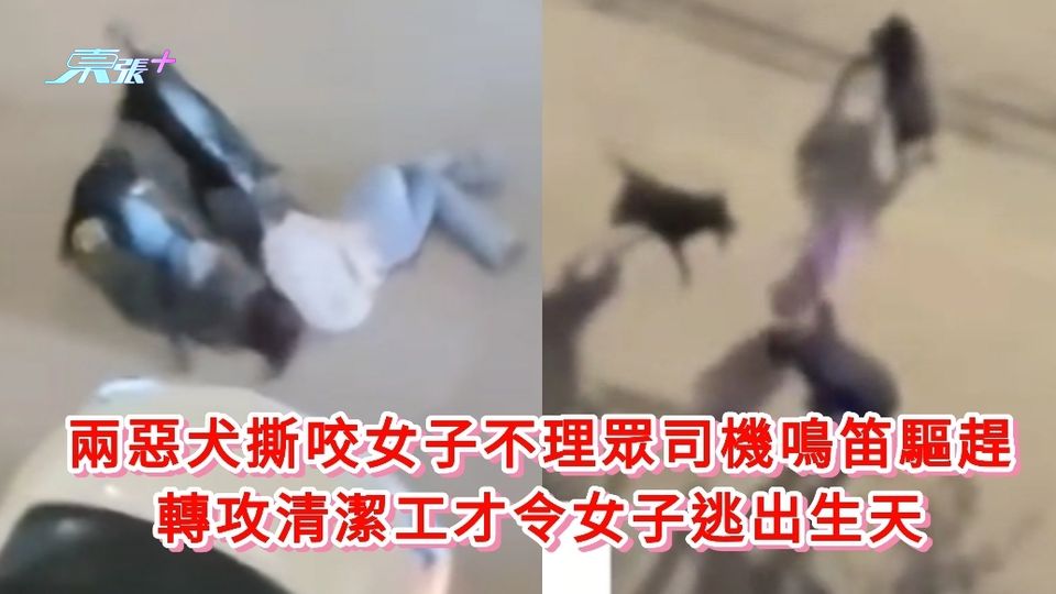 有片｜兩惡犬撕咬女子不理眾司機鳴笛驅趕 轉攻清潔工才令女子逃出生天