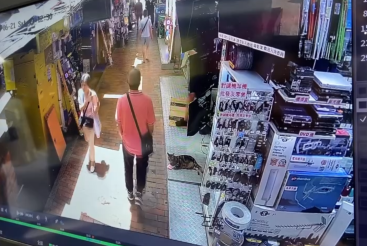 有片｜大叔鴨寮街入店齋唱散$500被拒　其後竟折返原店只為送貓店長兩條「紅衫魚」