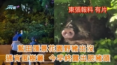 觀眾報料片｜藍田匯景花園野豬出沒 通宵匿草叢今早終露出豬頭