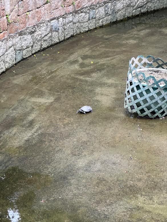 九龍公園水池大清洗「疑抽乾水」，康文署證3條魚缺水慘死。（龜途Facebook）