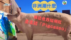 非洲潮什麼｜拜訪世界級網紅畫畫豬「Pigcasso」