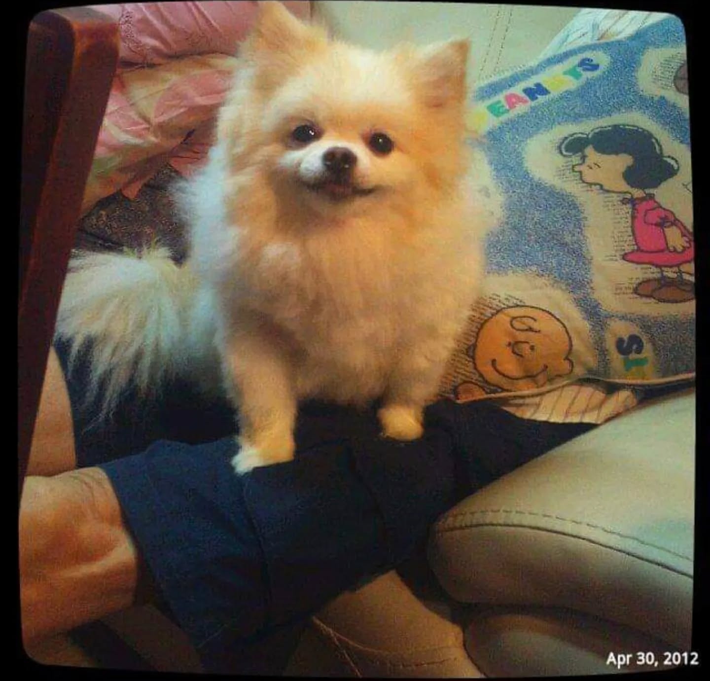 樓主愛犬。（Threads圖片／@williamluke_lcfc）