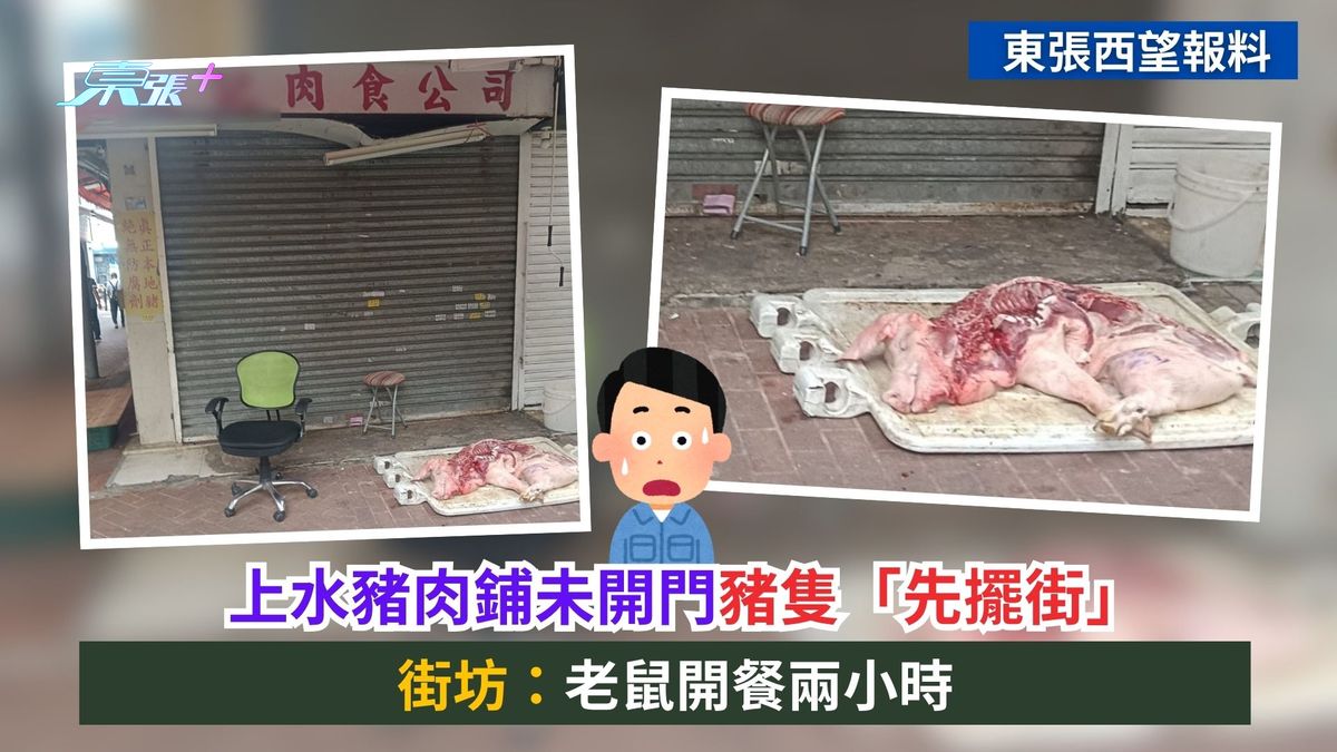 東張西望報料｜上水豬肉鋪未開門豬隻「先擺街」　街坊：老鼠開餐兩小時
