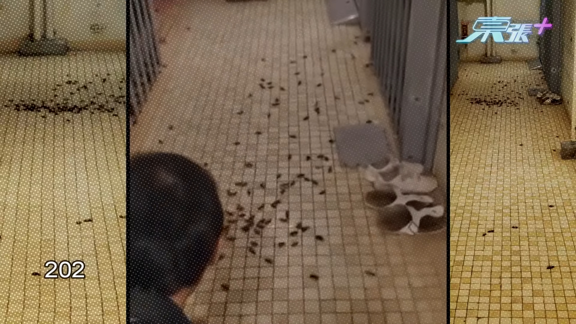 TVB資訊節目《東張西望》經常幫人伸張正義。