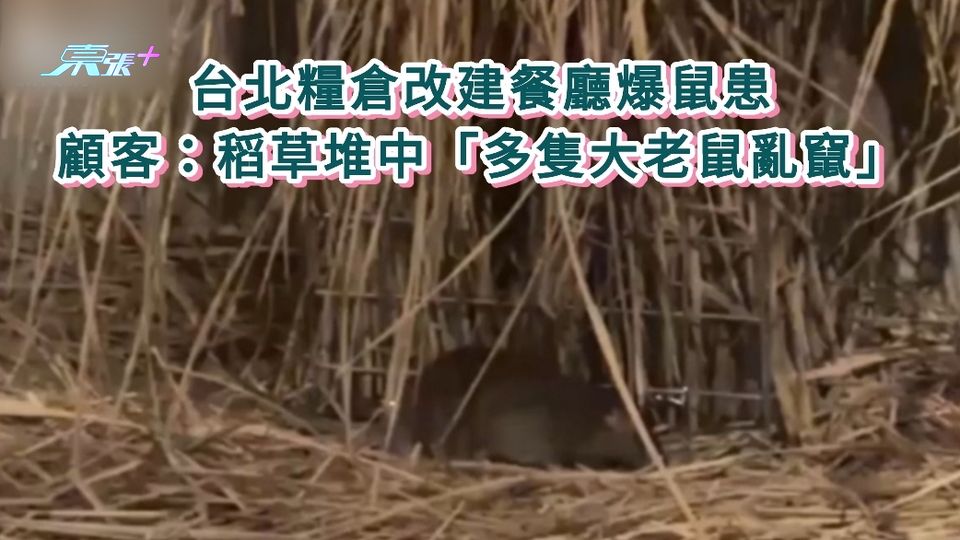 台北糧倉改建餐廳爆鼠患 顧客：稻草堆中「多隻大老鼠亂竄」