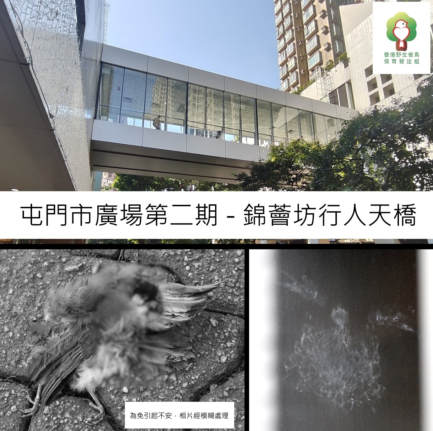 香港野生雀鳥保育關注組表示，屯門市廣場第二期至錦薈坊之間的行人天橋，經常發生雀鳥撞玻璃死亡事件。