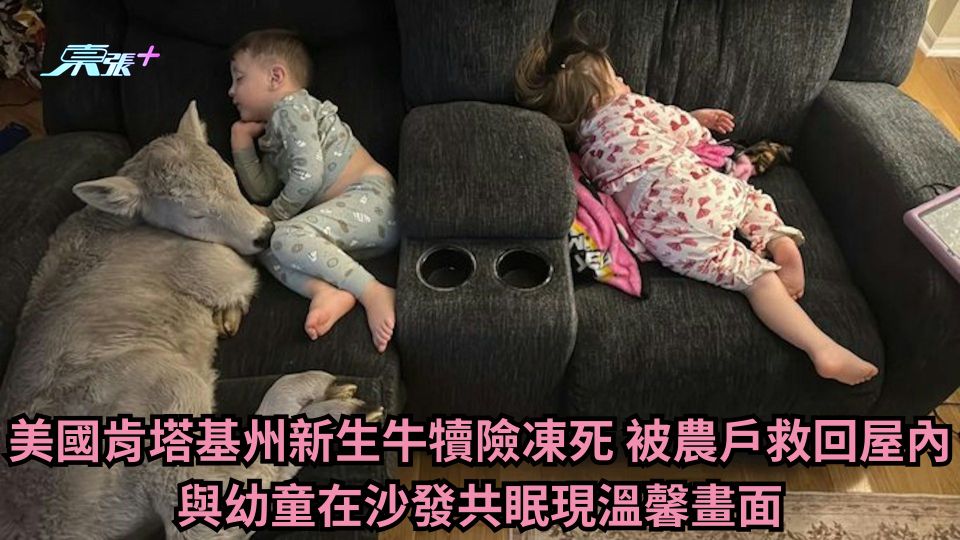 美國肯塔基州新生牛犢險凍死 被農戶救回屋內 與幼童在沙發共眠現溫馨畫面