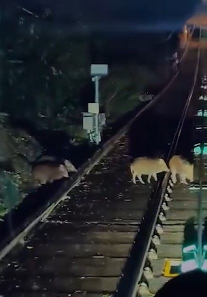 山頂纜車遇野豬BB「學行」阻路