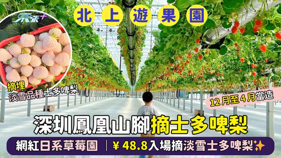 深圳摘士多啤梨🍓網紅日系草莓園🎉｜¥48.8入場摘淡雪士多啤梨✨