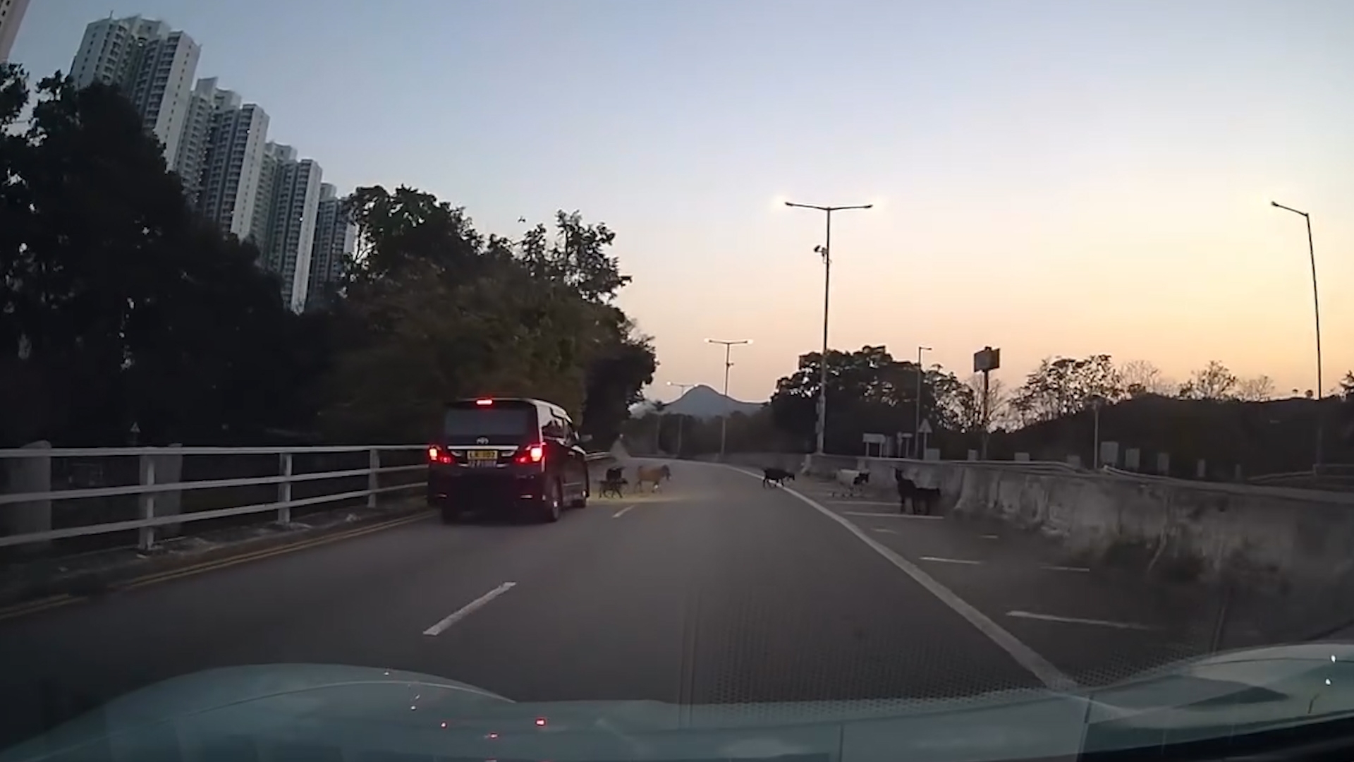 車Cam直擊｜山羊上高速公路勁得意　車主禮讓「過馬路」：日日都咁樣行