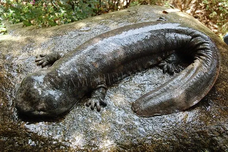 正在消失的「娃娃魚」