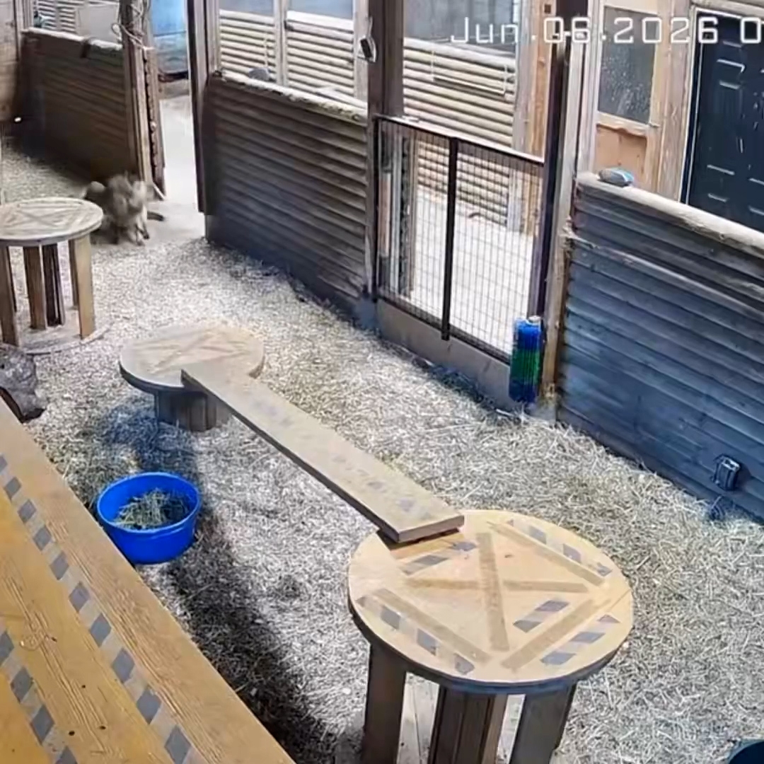 一隻美洲獅緊緊咬住其中一隻山羊，試圖將牠拖走，山羊在遭受攻擊時，發出了淒厲的尖叫聲。（X影片截圖／@DoctorLemma）
