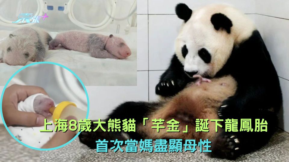 上海8歲大熊貓「芊金」誕下龍鳳胎 首次當媽盡顯母性