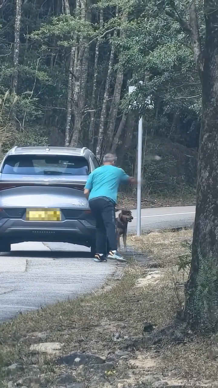 一名男子在郊外疑因見到野豬靠近自己的座駕，所以在馬路邊撿起石頭，再擲向該隻野豬。（網上影片截圖）