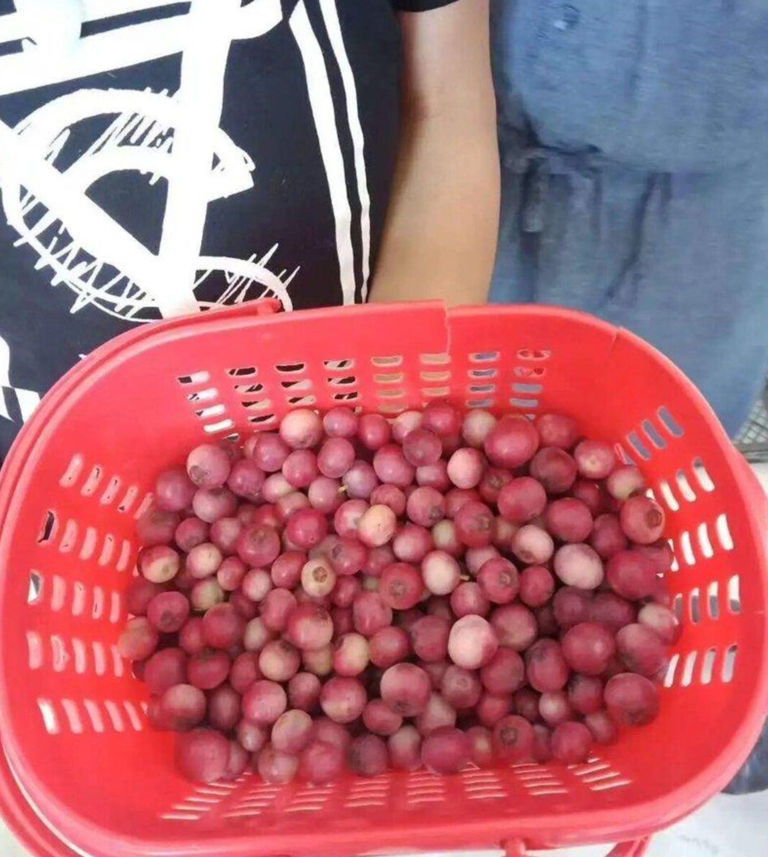 內地「粉色藍莓」掀熱潮每公斤賣800元　專家：花青素沒有高過普通藍莓5倍