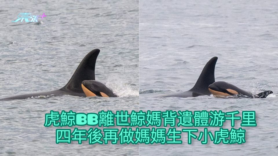 虎鯨BB離世鯨媽背遺體游千里 四年後再做媽媽生下小虎鯨