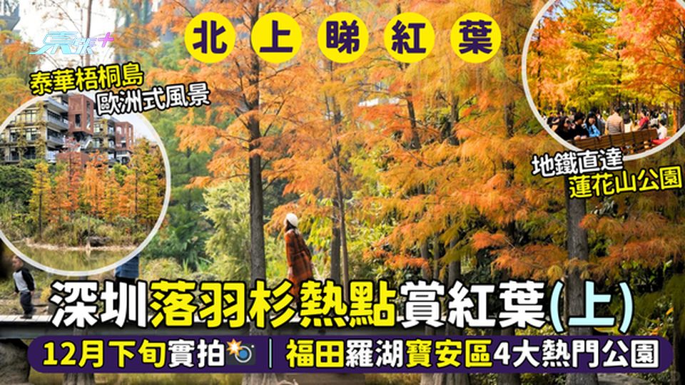深圳落羽杉🍂熱點賞紅葉（上）12月下旬實拍📸｜福田羅湖寶安區4大熱門公園